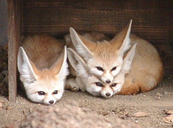 Fennec Foxes